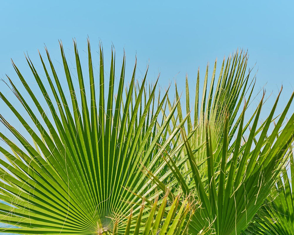 Saw Palmetto Là Gì? Vì Sao Được Ứng Dụng Trong Các Sản Phẩm Hỗ Trợ Sức Khỏe Nam Giới?
